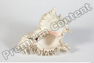 Seashell 0012